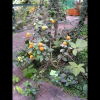 Lantana - Lantana camara (fam Verbenacee) (Amerique tropicale) (00)